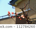 Plum blossoms starting to bloom 112784260