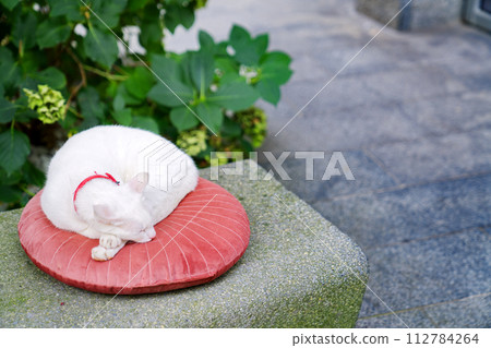 Cat sleeping on a cushion on the street Cat sleeping on a cushion on the street 112784264