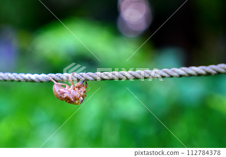 A cicada shell perched on a rope A cicada shell perched on a rope 112784378