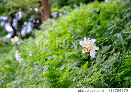 Mountain lily getting wet after the rain Mountain lily getting wet after the rain 112784379