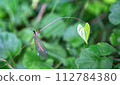 Dragonfly perching on a leaf 112784380