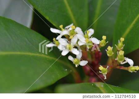 Flower of Miyamashikimi 112784510