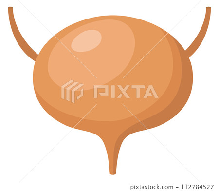 Bladder cartoon icon. Human anatomy. Internal organ 112784527