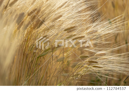 Wheat Field (Hokuei Town, Tottori Prefecture) Wheat Field (Hokuei Town, Tottori Prefecture) 112784537