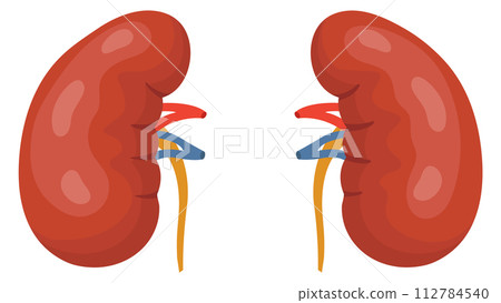 Kidneys cartoon icon. Urinary organ. Internal anatomy 112784540