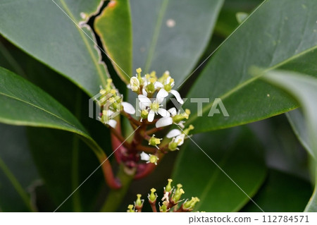 Flower of Miyamashikimi Flower of Miyamashikimi 112784571