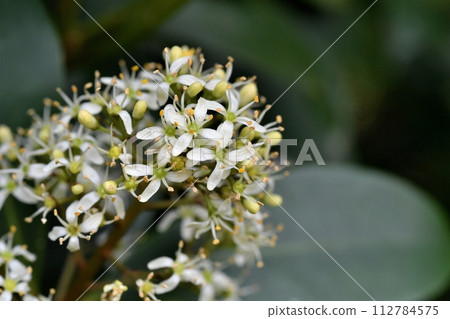 Flower of Miyamashikimi Flower of Miyamashikimi 112784575