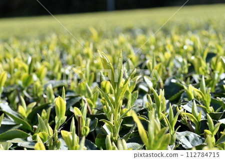 This year's first tea leaves This year's first tea leaves 112784715