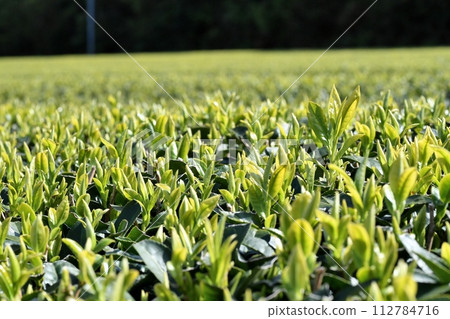 This year's first tea leaves This year's first tea leaves 112784716