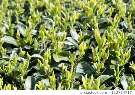This year's first tea leaves This year's first tea leaves 112784717