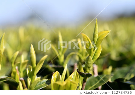 This year's first tea leaves This year's first tea leaves 112784726