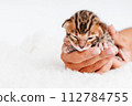 Two week old small newborn bengal kitten on a white background.A kitten in the hands of a girl. On the palms is a small cute kitten.Copy space.Close-up. 112784755