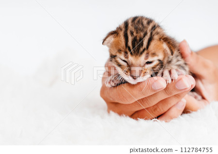 Two week old small newborn bengal kitten on a white background.A kitten in the hands of a girl. On the palms is a small cute kitten.Copy space.Close-up. Two week old small newborn bengal kitten on a white background.A kitten in the hands of a girl. On the palms is a small cute kitten.Copy space.Close-up. 112784755