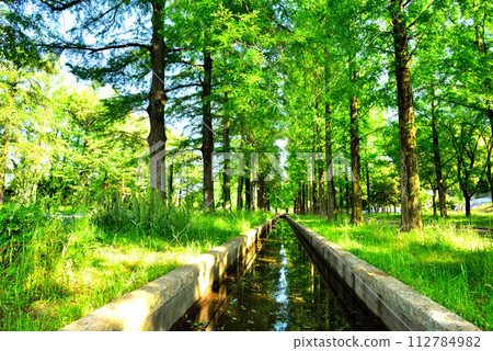 大阪市花博紀念公園鶴見綠地 鮮綠水杉 112784982