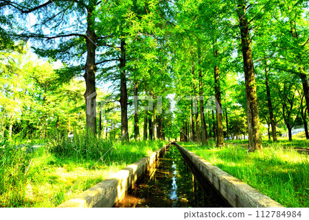 大阪市花博紀念公園鶴見綠地 鮮綠水杉 112784984