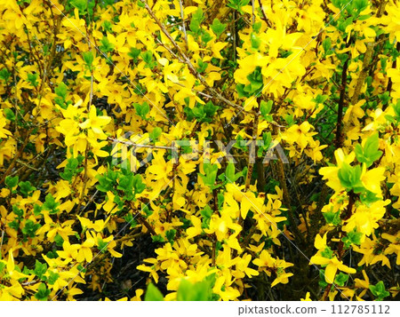 Yellow flower 112785112