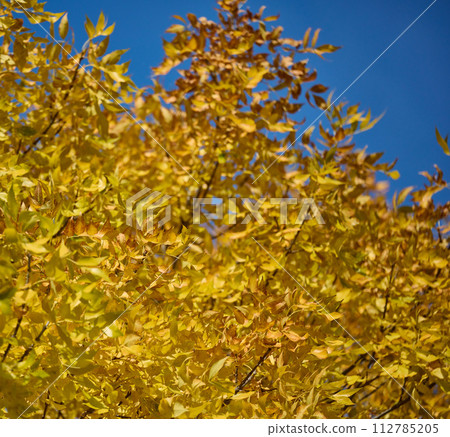 Yellow leaves on a Pennsylvania Ash tree on an autumn day 112785205