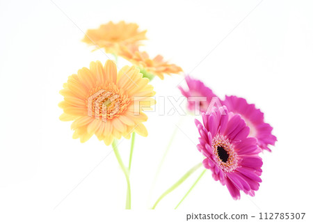 bright pink gerbera bright pink gerbera 112785307