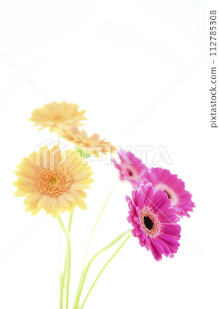 bright pink gerbera bright pink gerbera 112785308