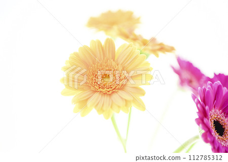 亮粉色非洲菊 亮粉色非洲菊 112785312