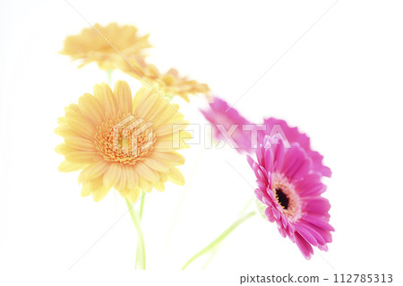 亮粉色非洲菊 亮粉色非洲菊 112785313