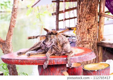 Close-up of Tiger-striped brown dog is lying sleep in middle on marble table On the background of flowing water canal block. Stray dog sleep happily 112785417