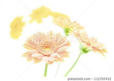 bright pink gerbera 112785432