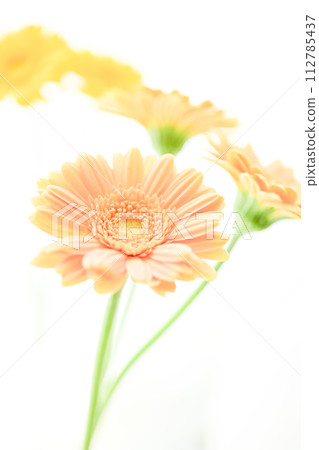 bright pink gerbera bright pink gerbera 112785437