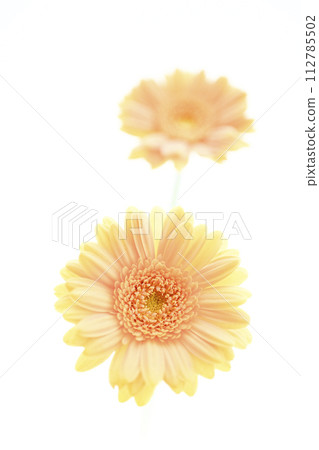 bright pink gerbera bright pink gerbera 112785502