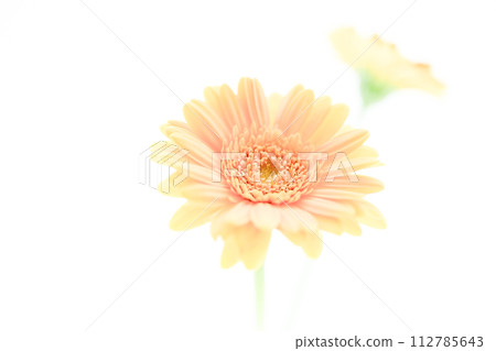 bright salmon pink gerbera flowers bright salmon pink gerbera flowers 112785643
