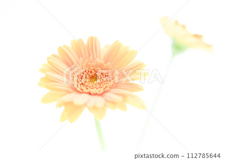 bright salmon pink gerbera flowers bright salmon pink gerbera flowers 112785644