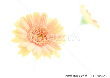 bright salmon pink gerbera flowers bright salmon pink gerbera flowers 112785645