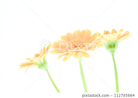 明亮的鮭魚粉紅非洲菊花 明亮的鮭魚粉紅非洲菊花 112785664