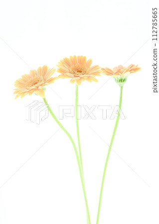 明亮的鮭魚粉紅非洲菊花 明亮的鮭魚粉紅非洲菊花 112785665