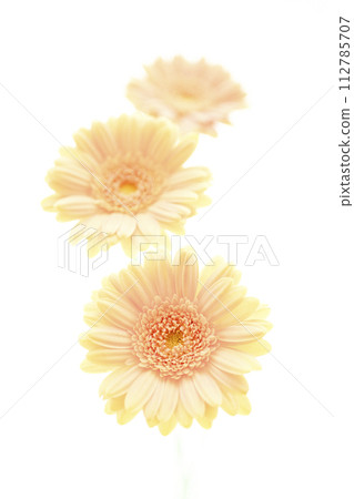 明亮的鮭魚粉紅非洲菊花 112785707