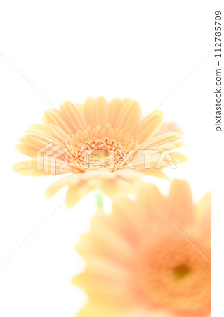 明亮的鮭魚粉紅非洲菊花 112785709