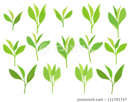 A set of illustrations inspired by tea leaves and sprouts 112785747