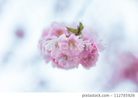 Close-up shot of pink Sakura flowers on a branch. 112785926