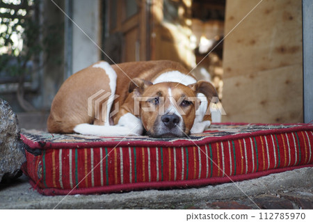 Brown and white dog rests on a striped cushion with comfort 112785970
