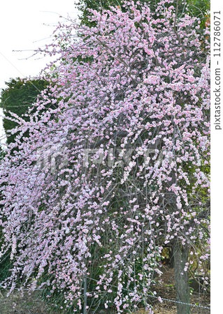 早春到來，粉紅雙花，垂枝梅盛開，深谷市 112786071