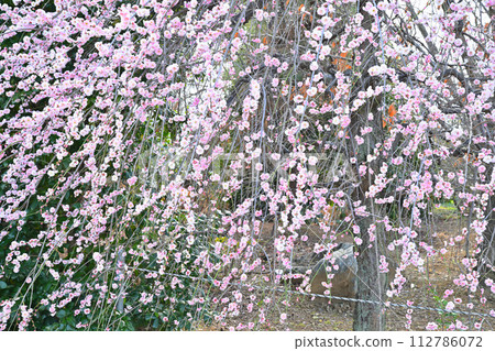早春到來,粉紅雙花,垂枝梅盛開,深谷市 早春到來,粉紅雙花,垂枝梅盛開,深谷市 112786072