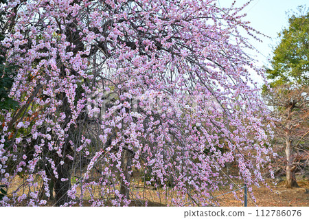 早春到來,粉紅雙花,垂枝梅盛開,深谷市 早春到來,粉紅雙花,垂枝梅盛開,深谷市 112786076