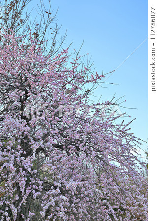 Early spring arrives, pink double blooms, weeping plums in full bloom, Fukaya City 112786077