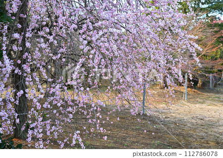 早春到來，粉紅雙花，垂枝梅盛開，深谷市 112786078