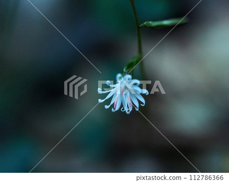 Scenery with a bear 112786366