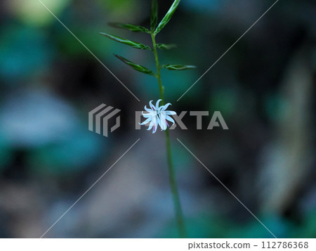 有熊的風景 有熊的風景 112786368