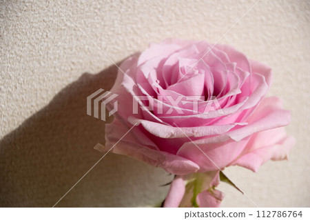 Pink roses 112786764