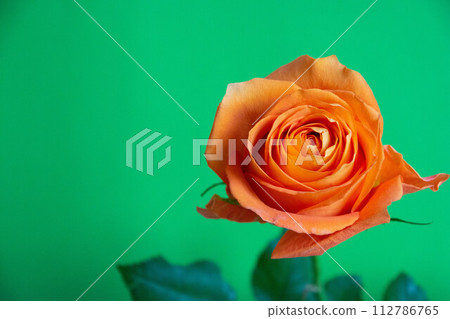 橙色的玫瑰 112786765