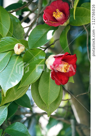 Red camellia flowers blooming in the bamboo forest 112786816