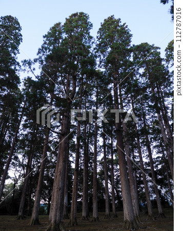 Scenery with Obi cedar 112787016